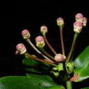 Image of Marcgraviastrum pendulum (Lanj. & Heerdt) H. G. Bedell