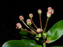 صورة Marcgraviastrum pendulum (Lanj. & Heerdt) H. G. Bedell