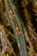 Imagem de Lepanthes mucronata Lindl.