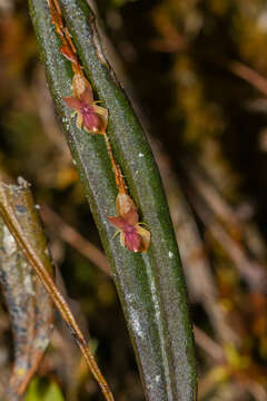 Plancia ëd Lepanthes mucronata Lindl.