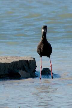 Image of Black Stilt