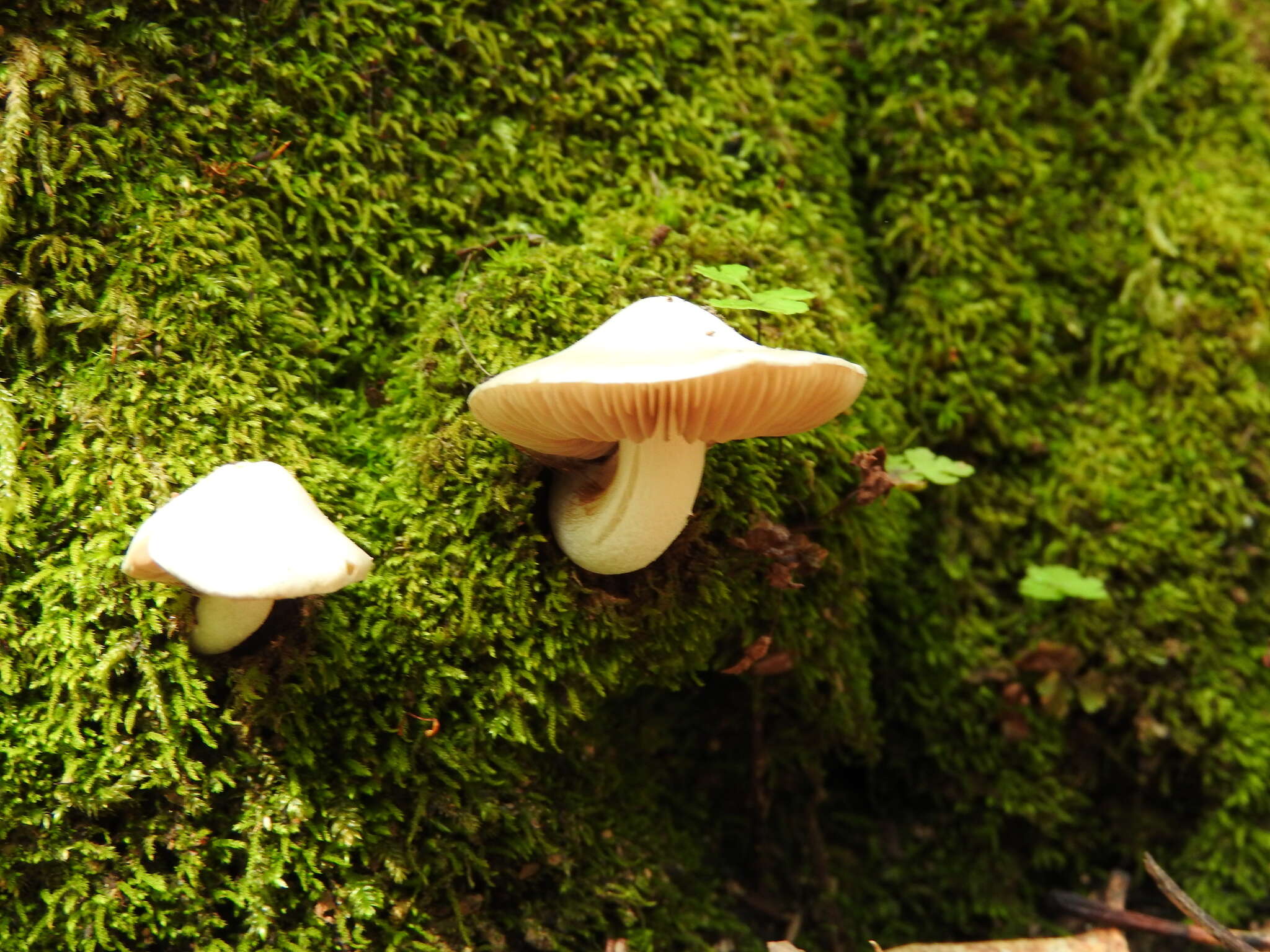 Image of Inocybe insinuata Kauffman 1924