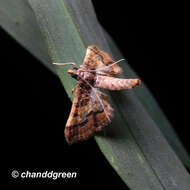 Image of Ornate Hydriris Moth