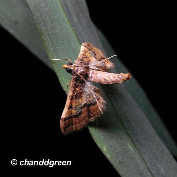 Image de Hydriris ornatalis Duponchel 1832