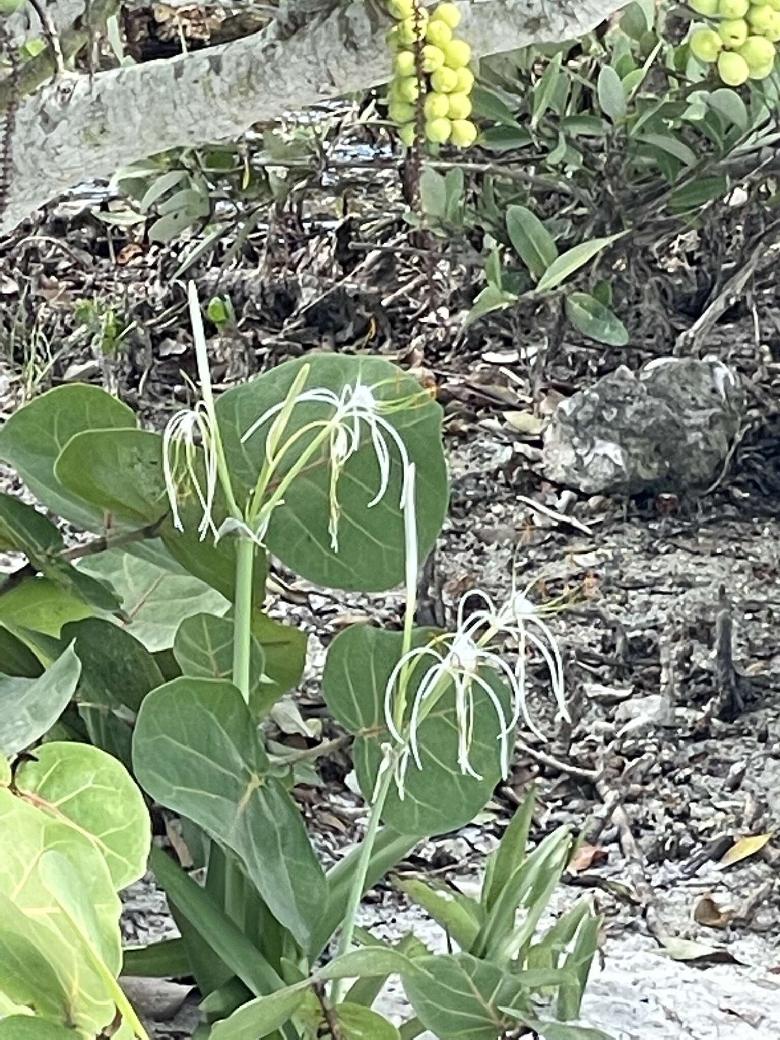 Image of Punta Gorden Spider-Lily