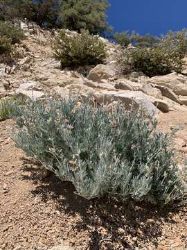 Image of Dedecker lupine