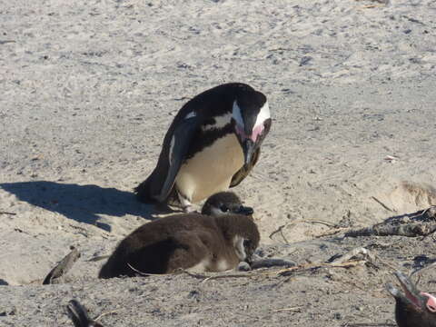 Image of African Penguin