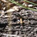 Image of Hinchinbrook Ctenotus