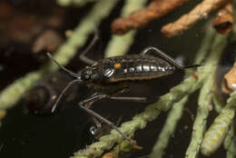 Image of Velia mariae Tamanini 1971