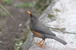 Image of Abyssinian Thrush