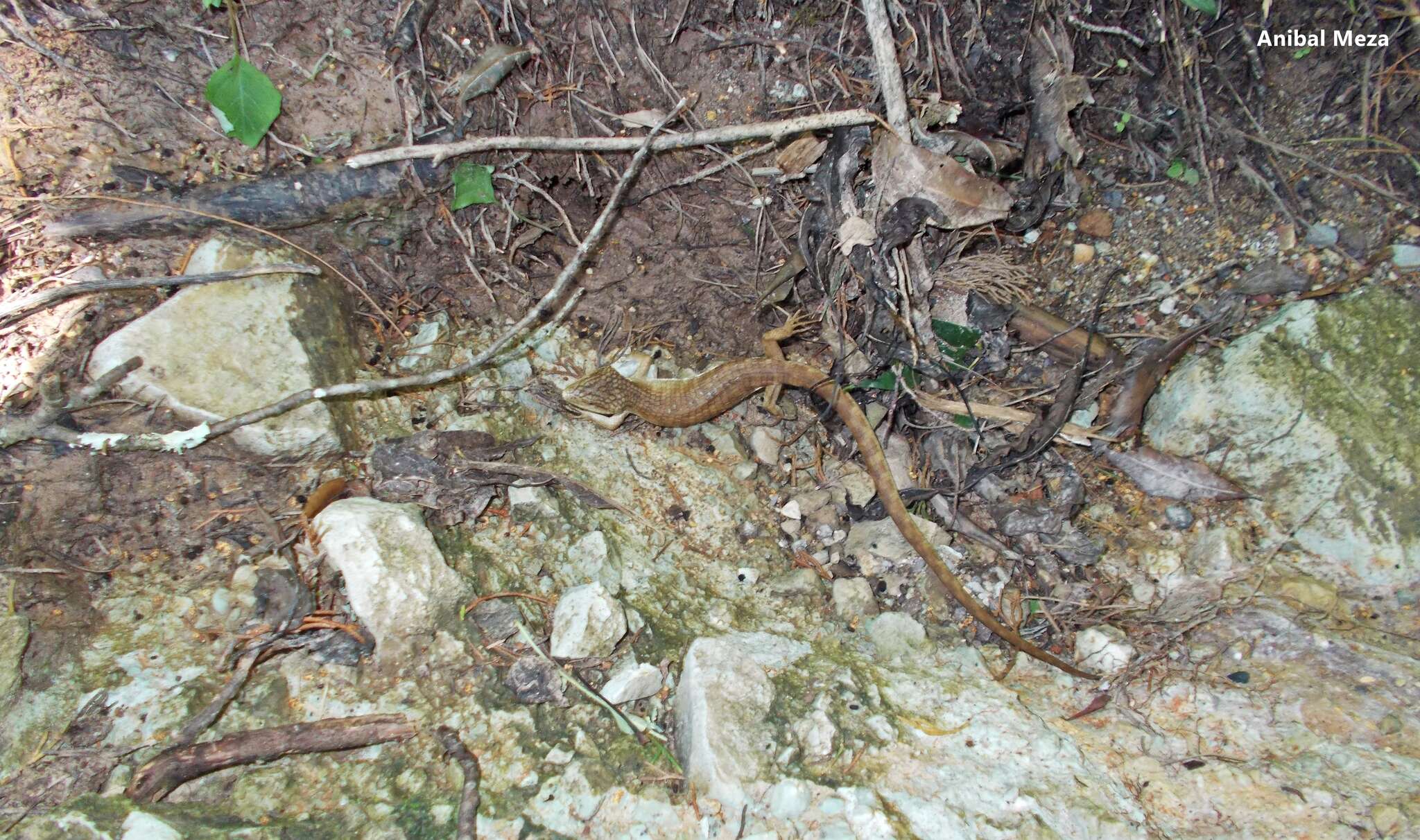Image of MonteCristo Arboreal Alligator Lizard