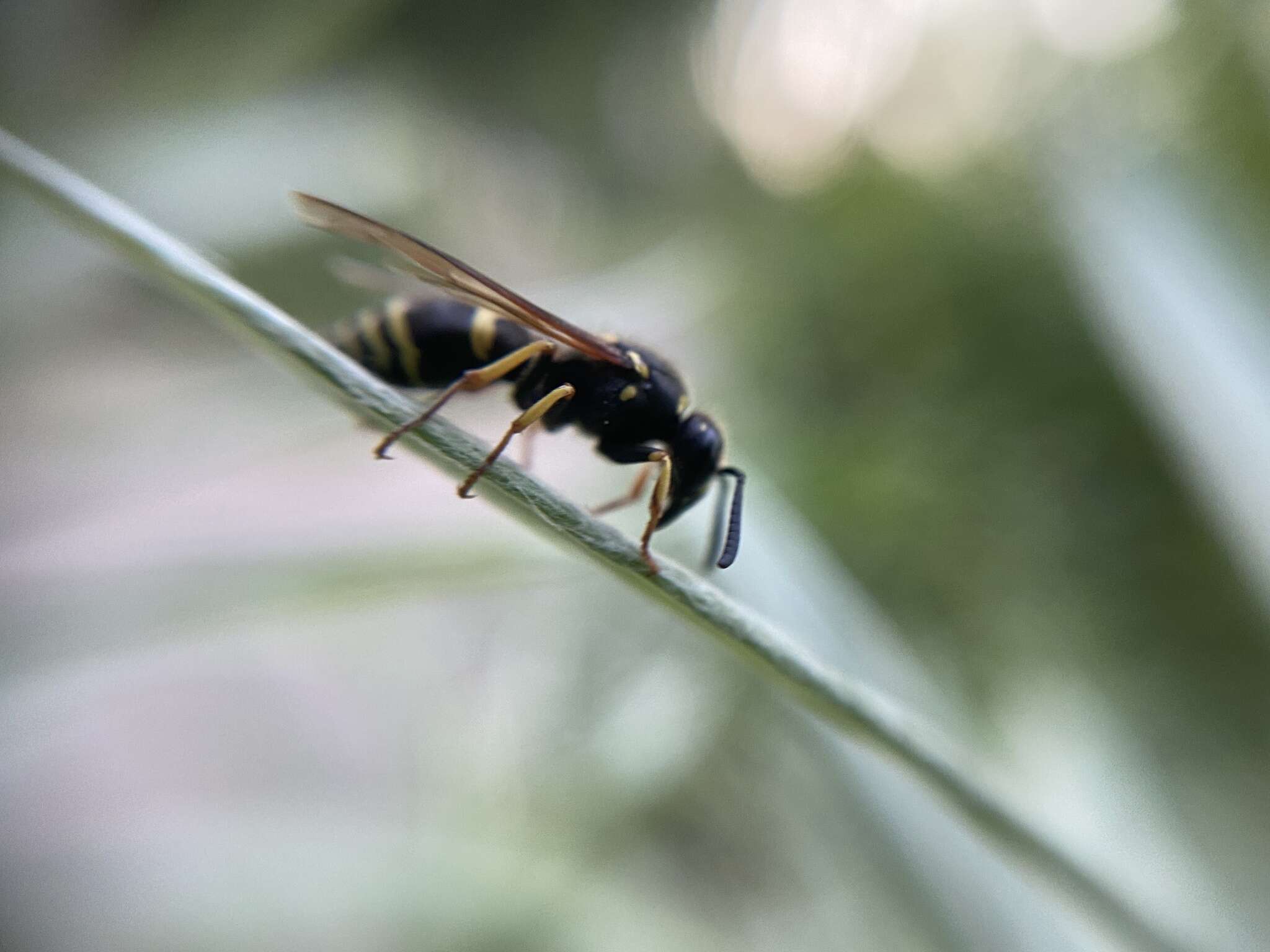 Image of Ancistrocerus waldenii (Viereck 1906)