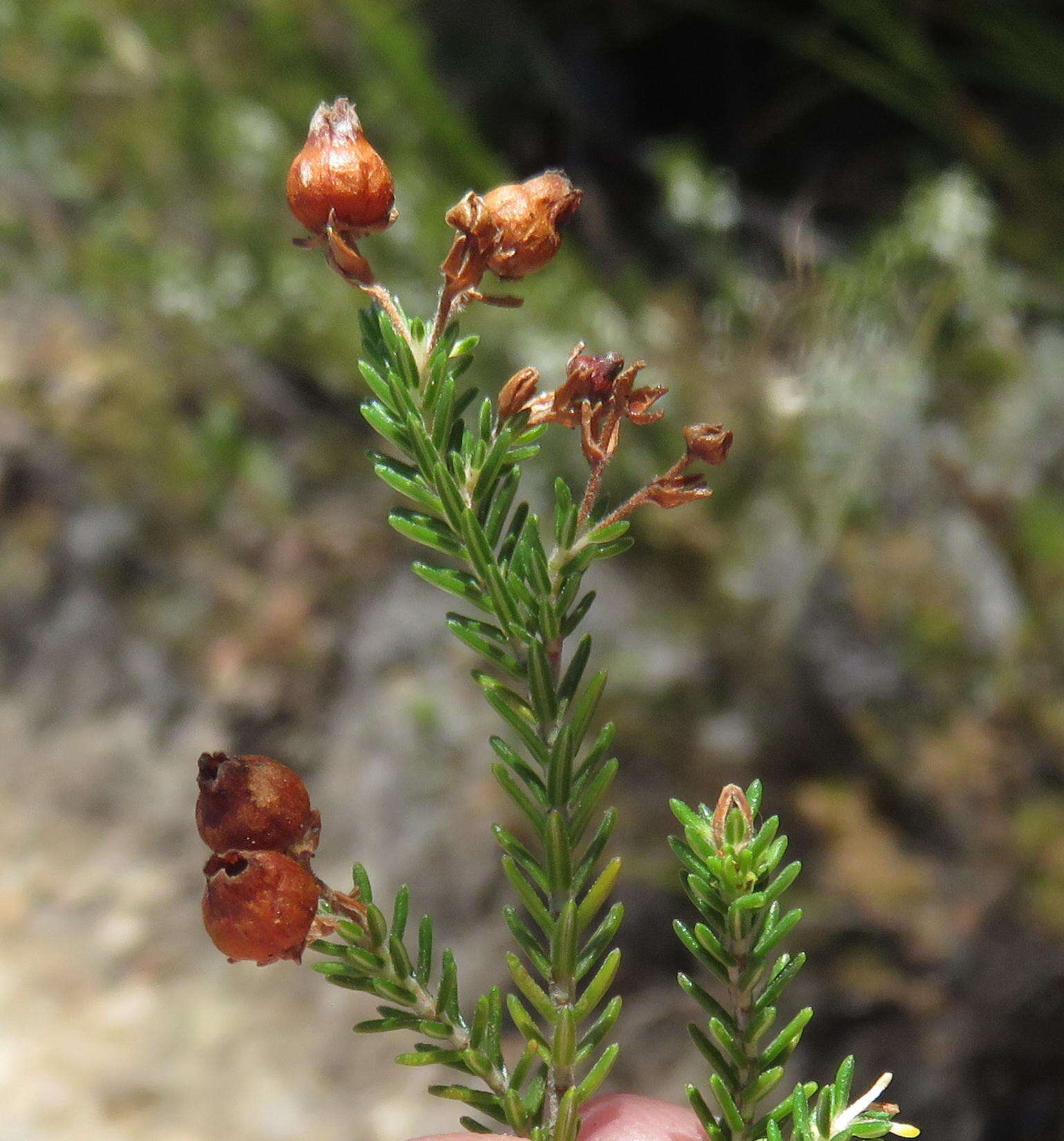 Image of Erica glomiflora var. glomiflora