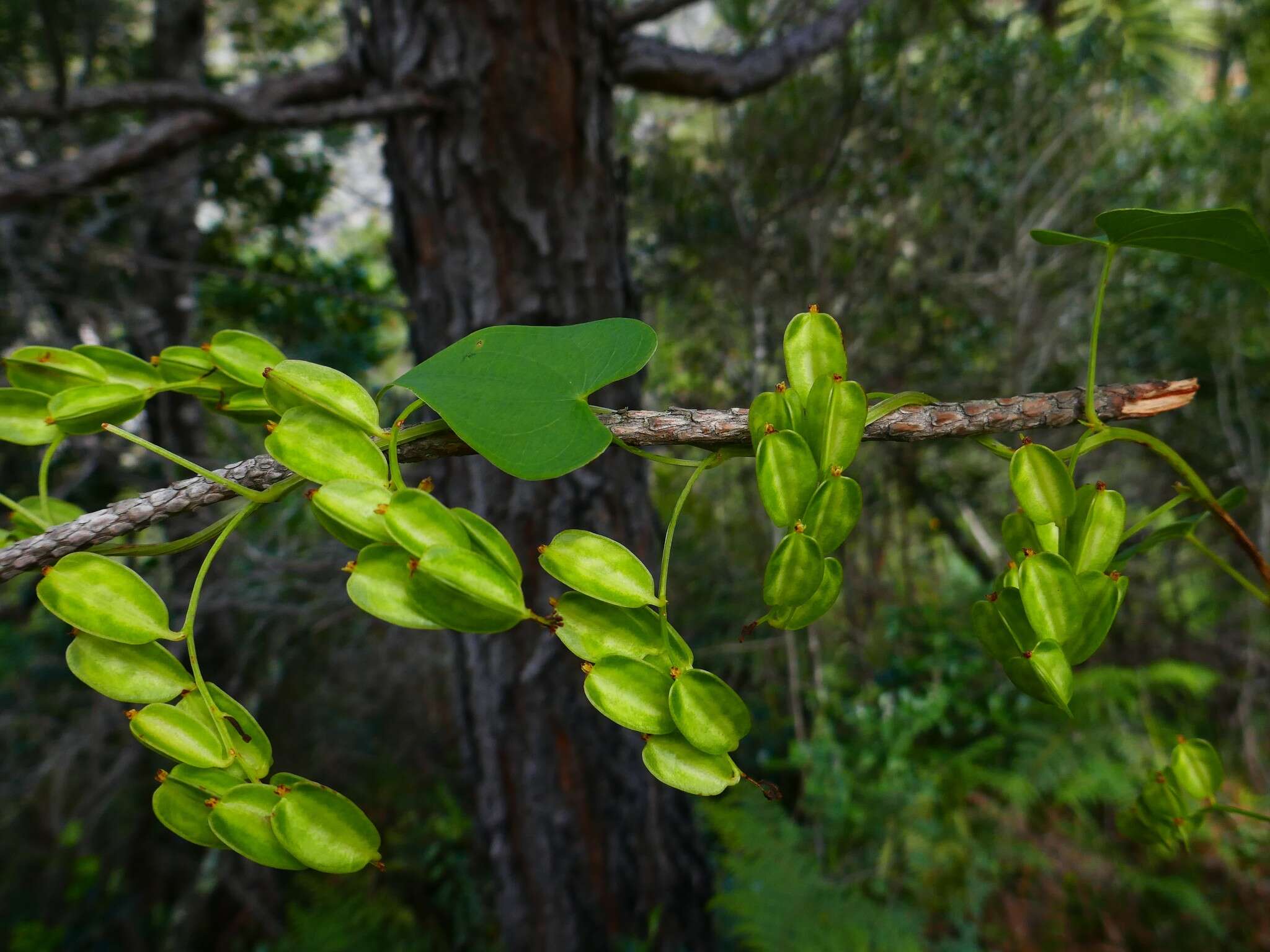 Image of Dioscorea heteropoda Baker