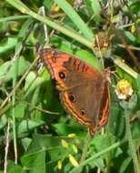 Sivun <i>Junonia neildi</i> kuva