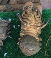 Image of Mediterranean Slipper Lobster