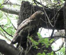 Image of Barred honey buzzard