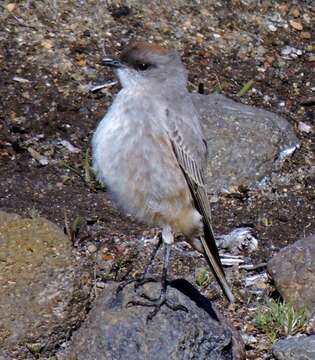 Image of Cinnamon-bellied Ground Tyrant