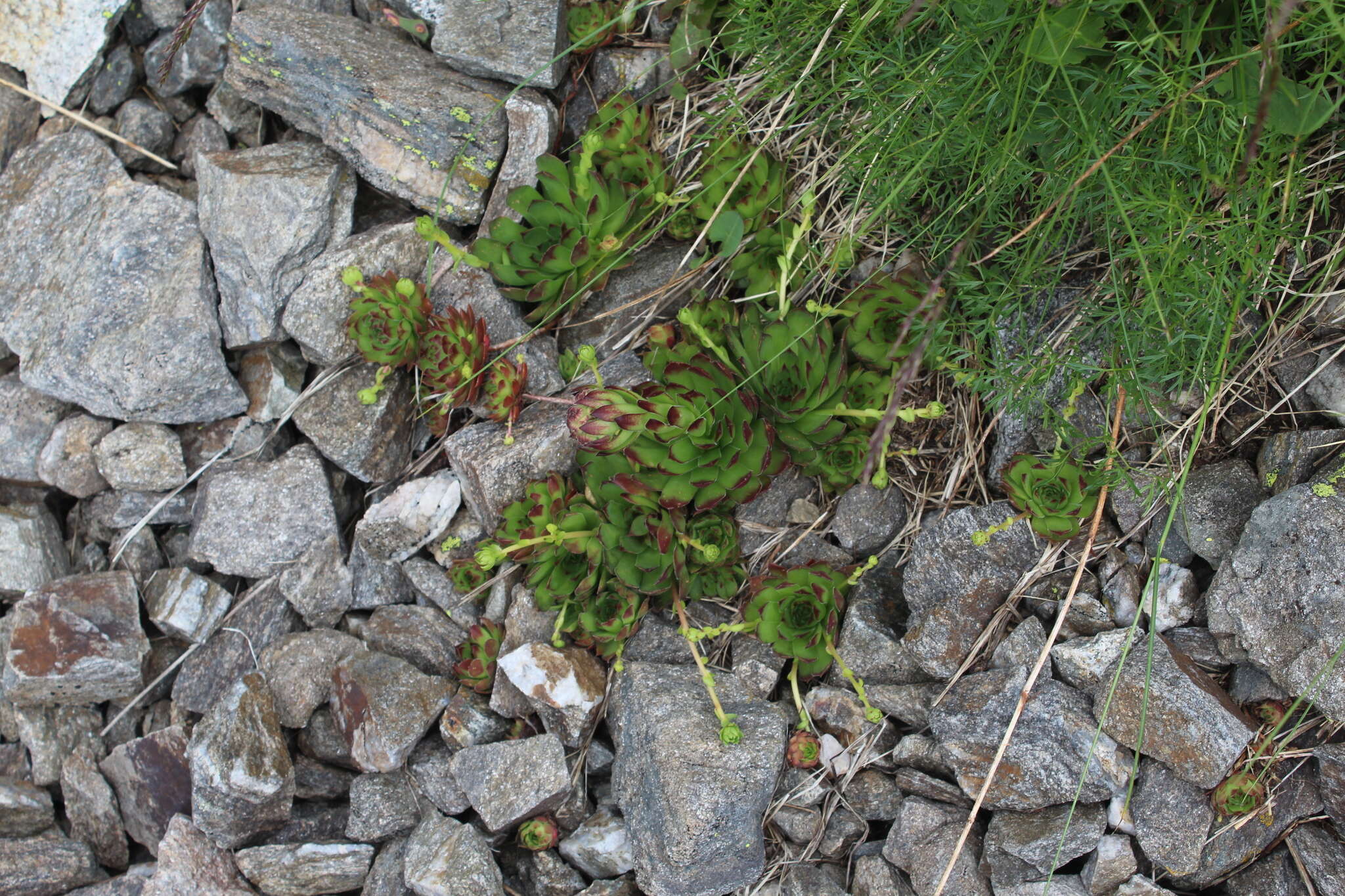 Image of Sempervivum caucasicum Rupr. ex Boiss.