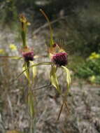 Image of Scott River spider orchid