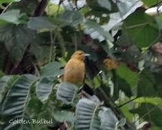 Image of Buru Golden Bulbul