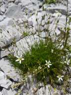 Imagem de Sabulina austriaca (Jacq.) Rchb.