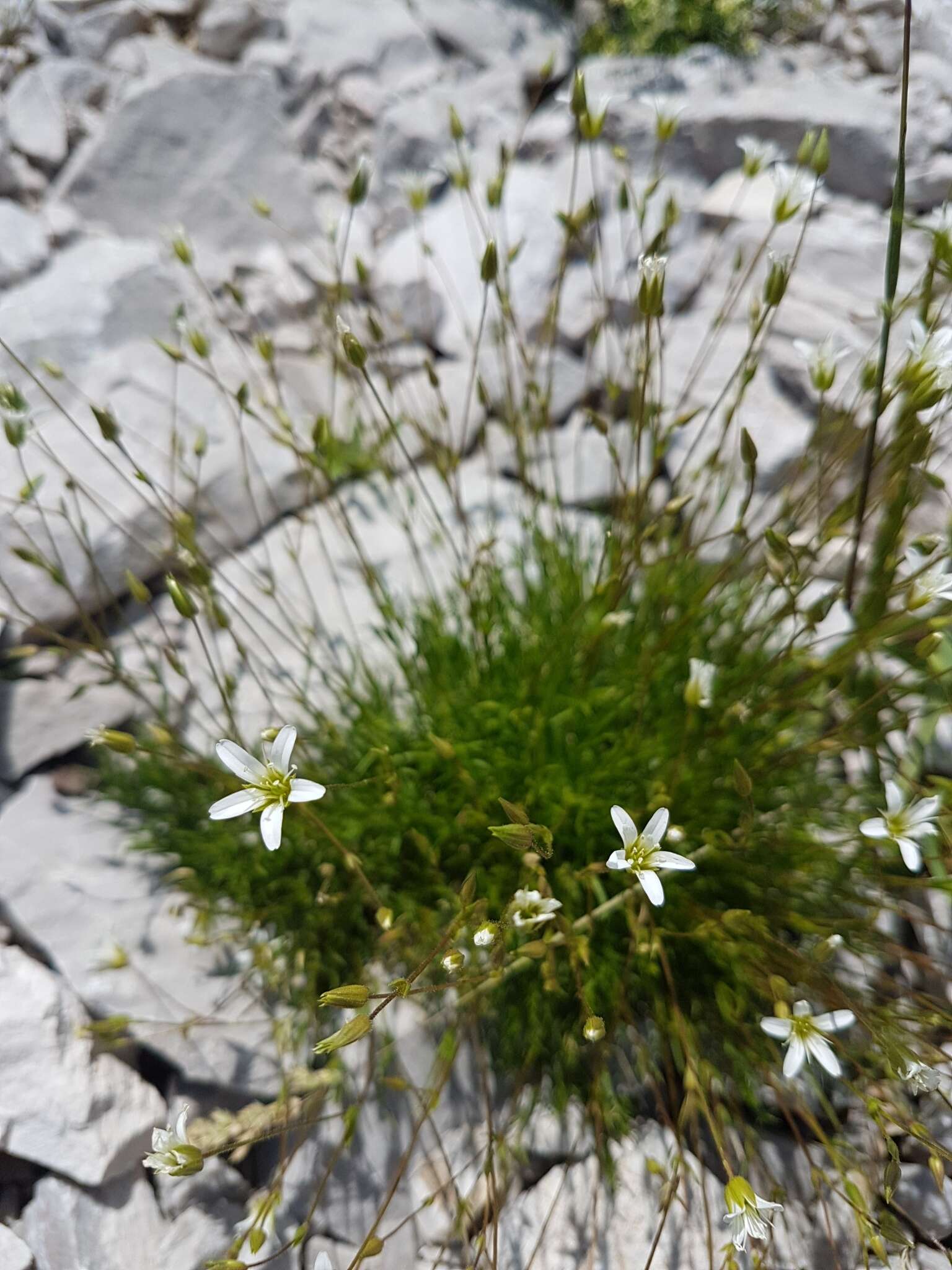 Imagem de Sabulina austriaca (Jacq.) Rchb.