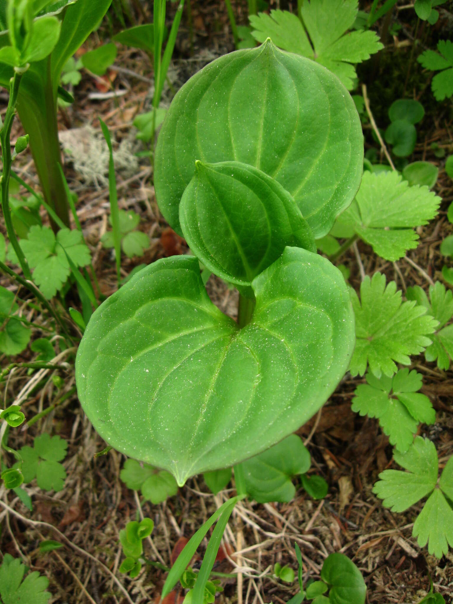 Image of Swertia baicalensis Popov