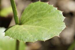 Image of Xanthosia rotundifolia DC.