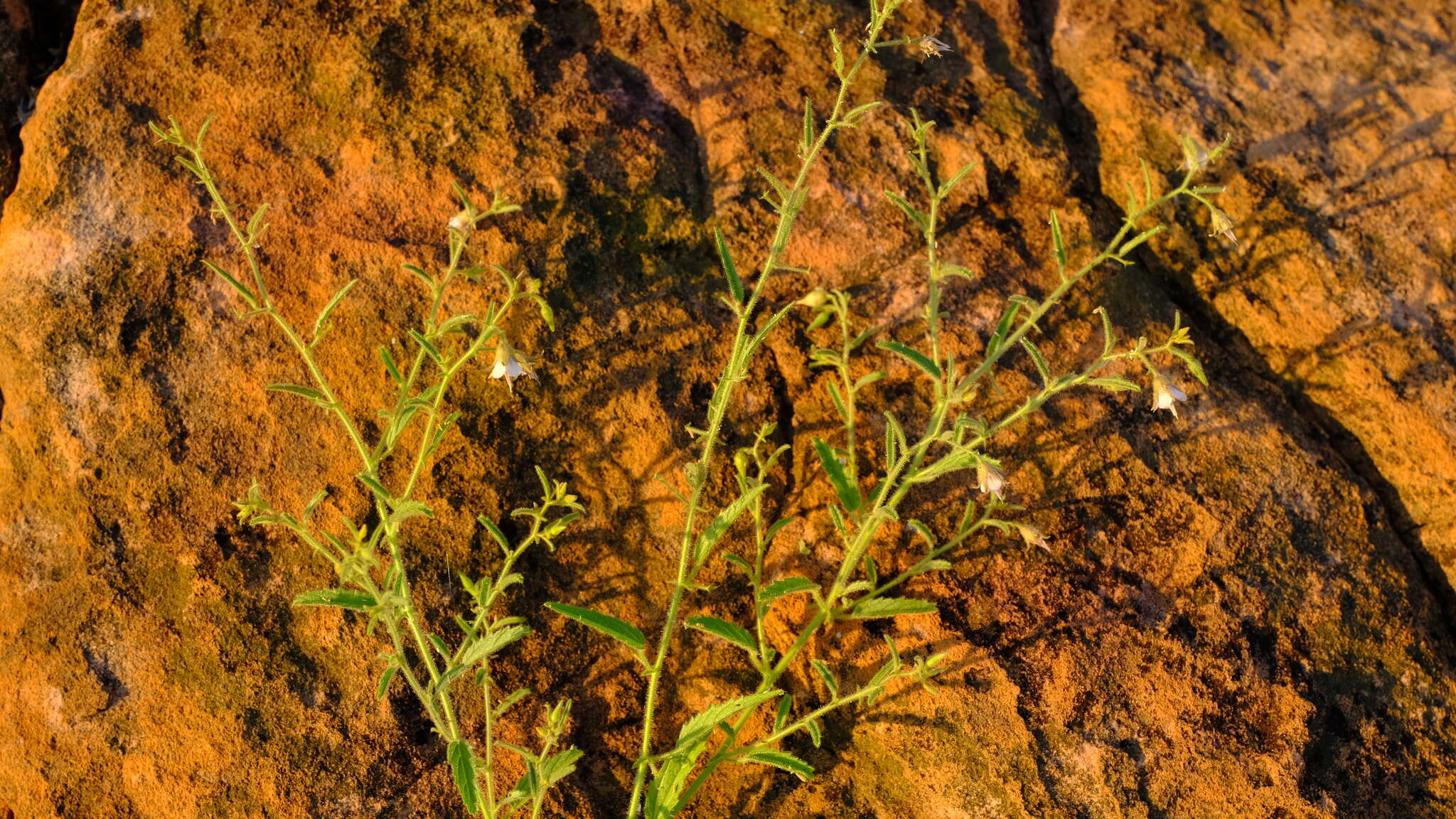 Plancia ëd Hermannia glanduligera K. Schum ex Schinz