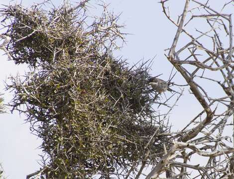 Image of Cyprus Warbler