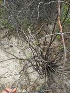 Imagem de Jatropha cardiophylla (Torr.) Müll. Arg.