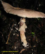 Слика од Agaricus ochraceosquamulosus Heinem. 1961