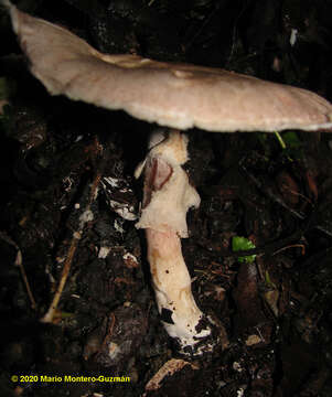 Image of Agaricus ochraceosquamulosus Heinem. 1961