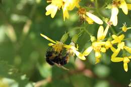 Слика од <i>Bombus soroeensis proteus</i>