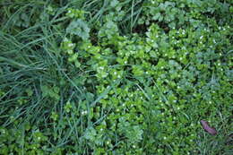 Image of common chickweed