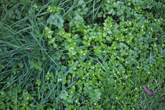 Image of common chickweed