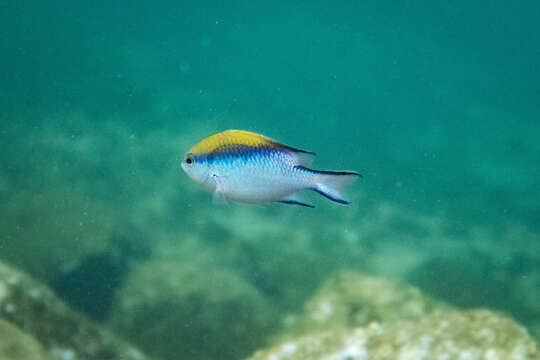 Image of Barrier reef chromis