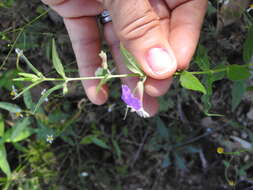 Image of Wright's waxweed