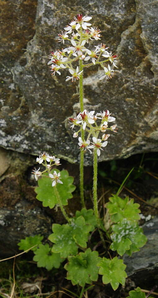 Image of Porsild's Pseudosaxifrage