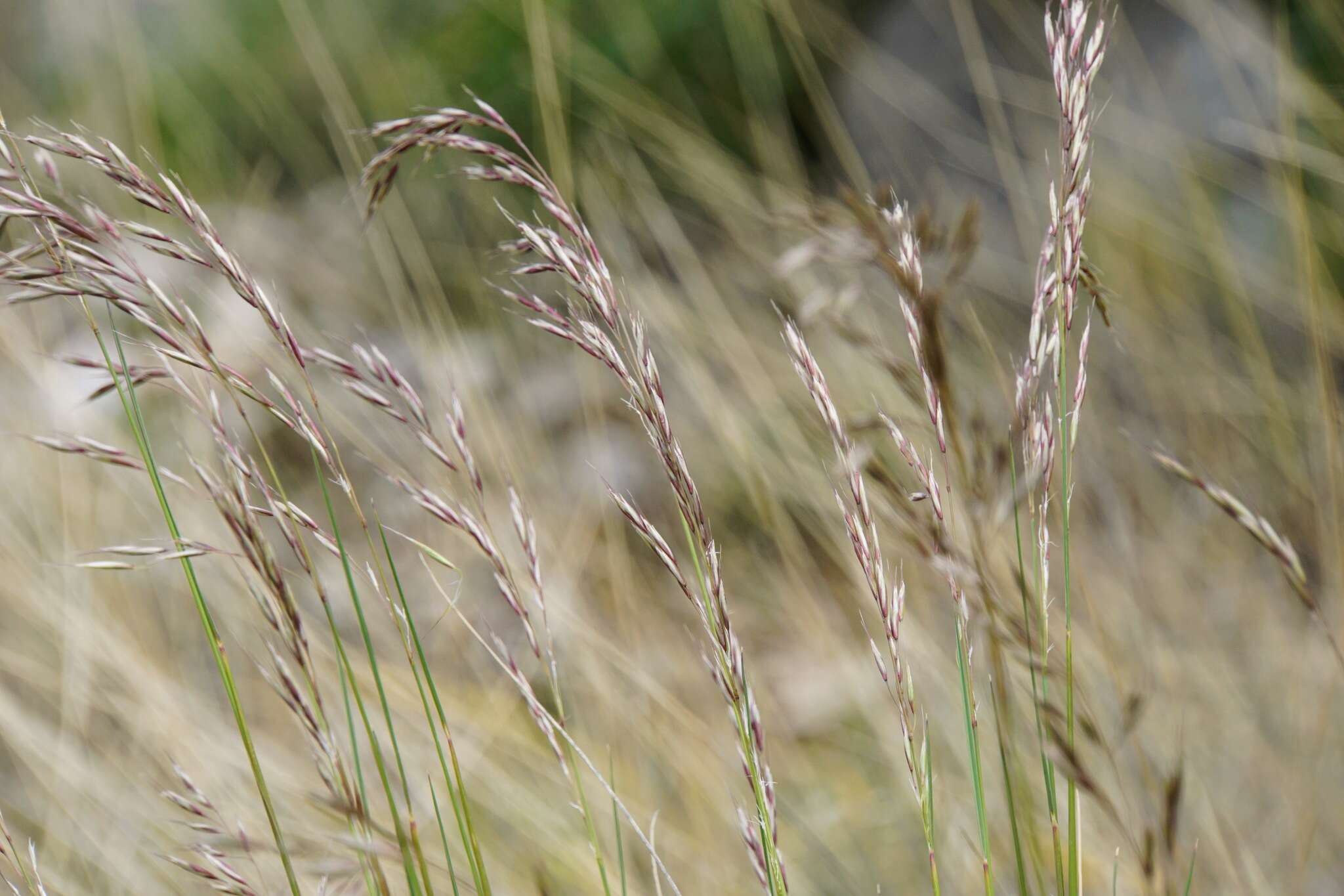 Image of Helictotrichon convolutum (C. Presl) Henrard