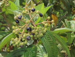 Image of Miconia ibaguensis (Bonpl.) Triana