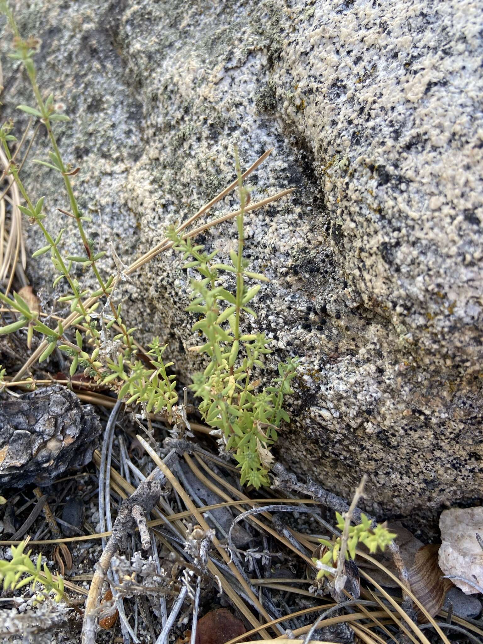 Plancia ëd Galium wigginsii Dempster