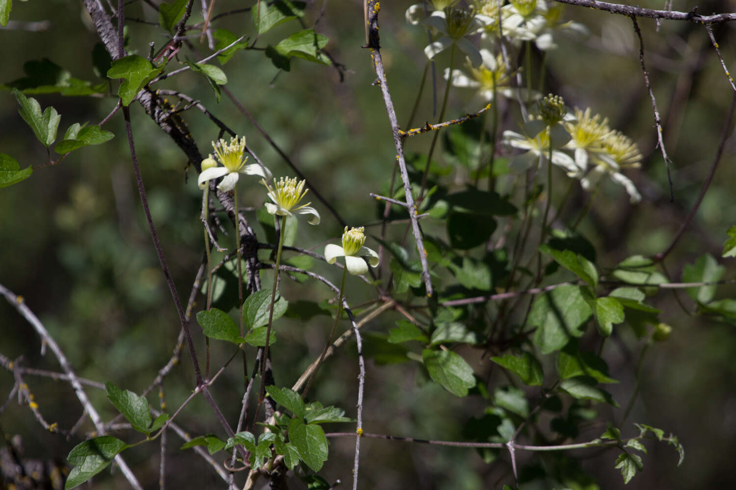 Image of pipestem clematis