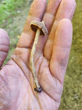 Imagem de Cortinarius angelesianus A. H. Sm. 1944