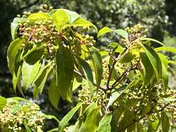 Image of Viburnum propinquum Hemsl.