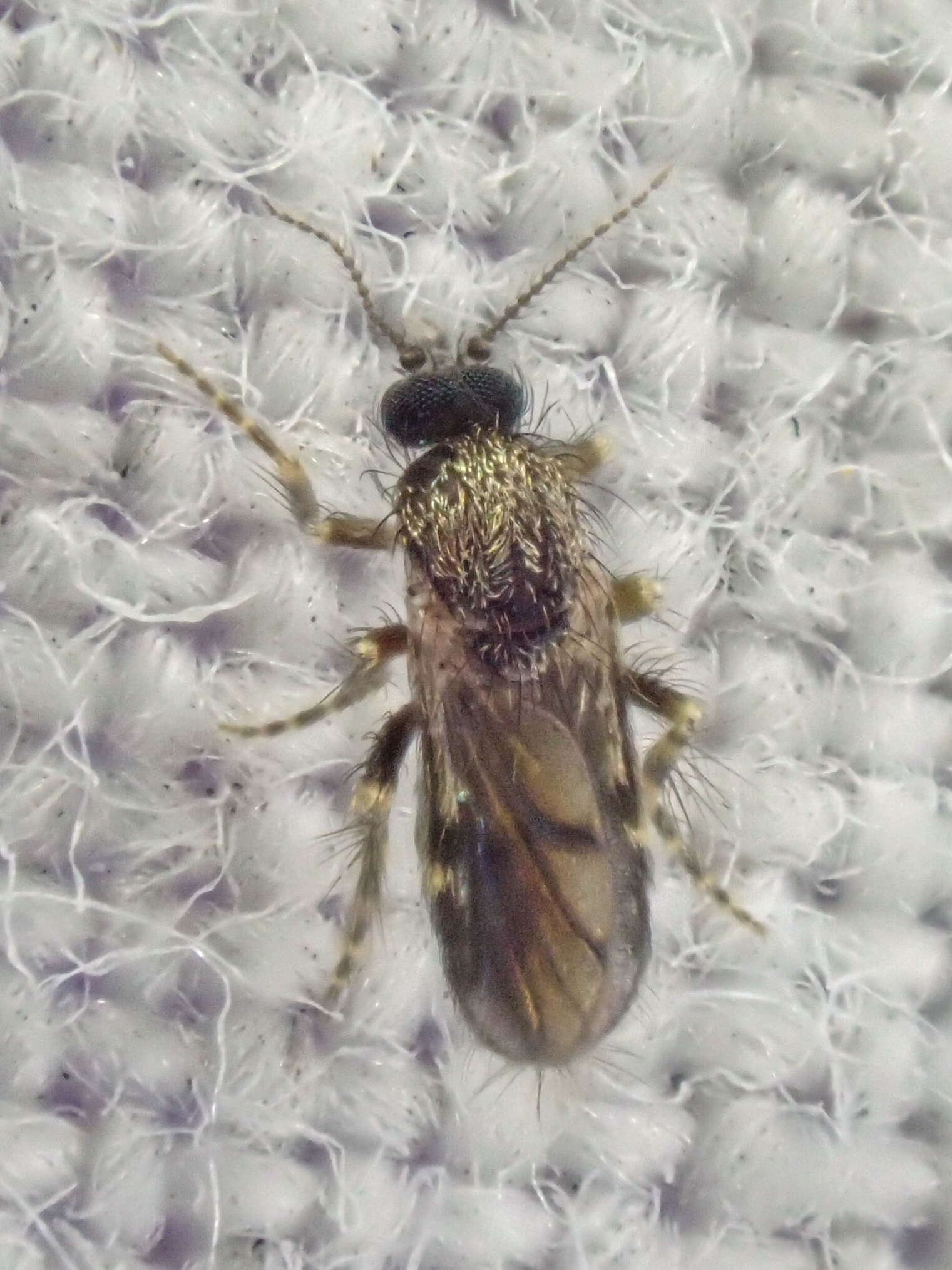 Image of Forcipomyia cinctipes (Coquillett 1905)