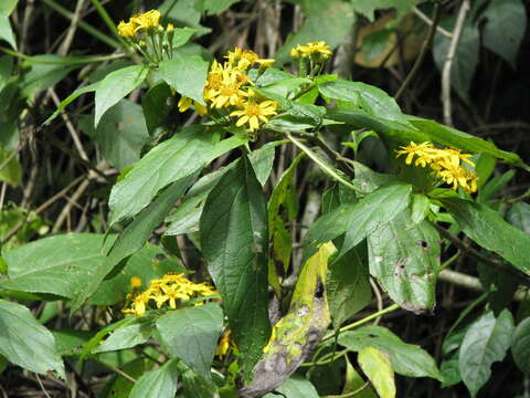 Image of Lasianthaea fruticosa (L.) K. Becker