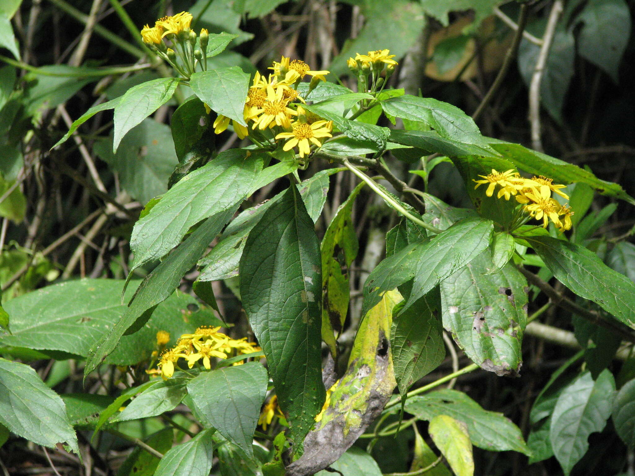Image of Lasianthaea fruticosa (L.) K. Becker