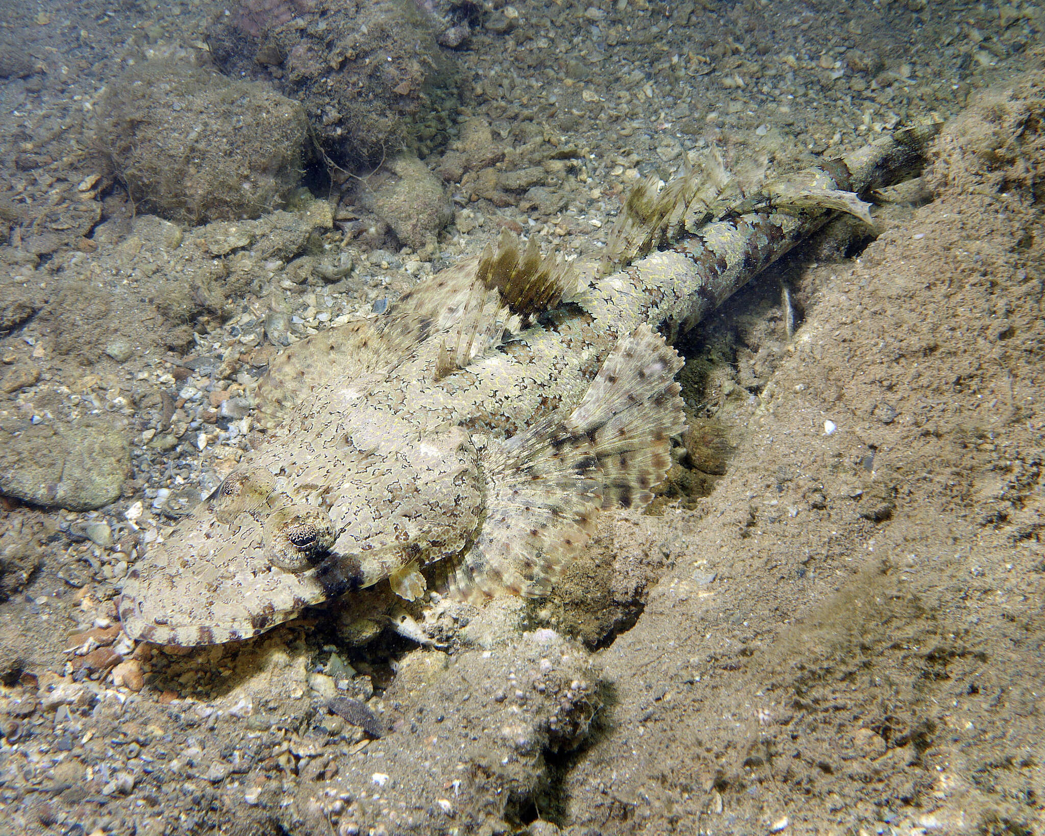 Image of Black-freckled flathead